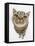 British Shorthair Brown Spotted Cat, Tiger Lily, Looking Up-Mark Taylor-Framed Stretched Canvas