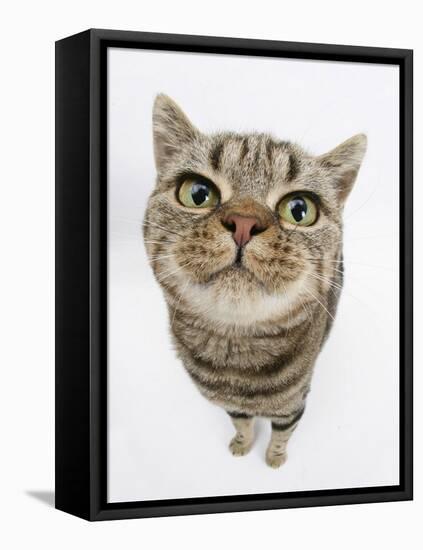 British Shorthair Brown Spotted Cat, Tiger Lily, Looking Up-Mark Taylor-Framed Stretched Canvas