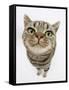 British Shorthair Brown Spotted Cat, Tiger Lily, Looking Up-Mark Taylor-Framed Stretched Canvas