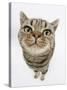 British Shorthair Brown Spotted Cat, Tiger Lily, Looking Up-Mark Taylor-Stretched Canvas