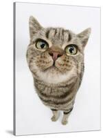 British Shorthair Brown Spotted Cat, Tiger Lily, Looking Up-Mark Taylor-Stretched Canvas