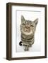 British Shorthair Brown Spotted Cat, Tiger Lily, Looking Up-Mark Taylor-Framed Photographic Print