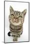 British Shorthair Brown Spotted Cat, Tiger Lily, Looking Up-Mark Taylor-Mounted Photographic Print