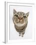 British Shorthair Brown Spotted Cat, Tiger Lily, Looking Up-Mark Taylor-Framed Photographic Print
