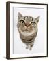 British Shorthair Brown Spotted Cat, Tiger Lily, Looking Up-Mark Taylor-Framed Photographic Print