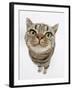 British Shorthair Brown Spotted Cat, Tiger Lily, Looking Up-Mark Taylor-Framed Photographic Print