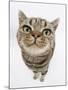 British Shorthair Brown Spotted Cat, Tiger Lily, Looking Up-Mark Taylor-Mounted Photographic Print