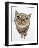 British Shorthair Brown Spotted Cat, Tiger Lily, Looking Up-Mark Taylor-Framed Photographic Print