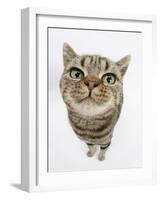 British Shorthair Brown Spotted Cat, Tiger Lily, Looking Up-Mark Taylor-Framed Photographic Print