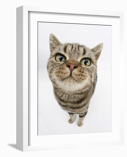 British Shorthair Brown Spotted Cat, Tiger Lily, Looking Up-Mark Taylor-Framed Photographic Print