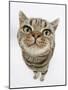 British Shorthair Brown Spotted Cat, Tiger Lily, Looking Up-Mark Taylor-Mounted Photographic Print