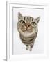 British Shorthair Brown Spotted Cat, Tiger Lily, Looking Up-Mark Taylor-Framed Photographic Print