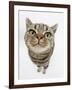 British Shorthair Brown Spotted Cat, Tiger Lily, Looking Up-Mark Taylor-Framed Photographic Print