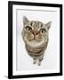 British Shorthair Brown Spotted Cat, Tiger Lily, Looking Up-Mark Taylor-Framed Photographic Print