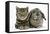 British Shorthair Brown Tabby Cat, Tiger Lily, with Agouti Lop Rabbit-Mark Taylor-Framed Stretched Canvas