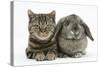 British Shorthair Brown Tabby Cat, Tiger Lily, with Agouti Lop Rabbit-Mark Taylor-Stretched Canvas