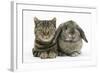 British Shorthair Brown Tabby Cat, Tiger Lily, with Agouti Lop Rabbit-Mark Taylor-Framed Photographic Print