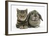 British Shorthair Brown Tabby Cat, Tiger Lily, with Agouti Lop Rabbit-Mark Taylor-Framed Photographic Print