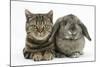 British Shorthair Brown Tabby Cat, Tiger Lily, with Agouti Lop Rabbit-Mark Taylor-Mounted Photographic Print