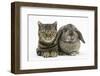 British Shorthair Brown Tabby Cat, Tiger Lily, with Agouti Lop Rabbit-Mark Taylor-Framed Photographic Print