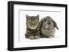 British Shorthair Brown Tabby Cat, Tiger Lily, with Agouti Lop Rabbit-Mark Taylor-Framed Photographic Print