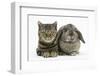 British Shorthair Brown Tabby Cat, Tiger Lily, with Agouti Lop Rabbit-Mark Taylor-Framed Photographic Print