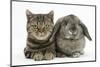 British Shorthair Brown Tabby Cat, Tiger Lily, with Agouti Lop Rabbit-Mark Taylor-Mounted Photographic Print