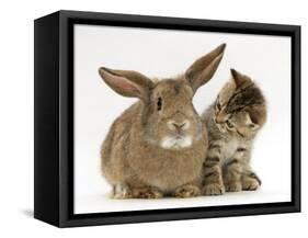 British Shorthair Brown Tabby Female Kitten Looking Inquisitivly at Young Agouti Rabbit-Jane Burton-Framed Stretched Canvas