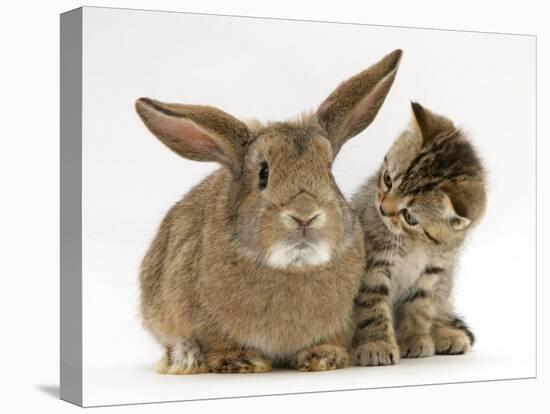 British Shorthair Brown Tabby Female Kitten Looking Inquisitivly at Young Agouti Rabbit-Jane Burton-Stretched Canvas