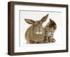 British Shorthair Brown Tabby Female Kitten Looking Inquisitivly at Young Agouti Rabbit-Jane Burton-Framed Premium Photographic Print