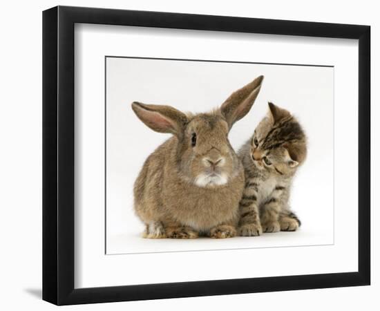 British Shorthair Brown Tabby Female Kitten Looking Inquisitivly at Young Agouti Rabbit-Jane Burton-Framed Premium Photographic Print