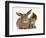 British Shorthair Brown Tabby Female Kitten Looking Inquisitivly at Young Agouti Rabbit-Jane Burton-Framed Premium Photographic Print