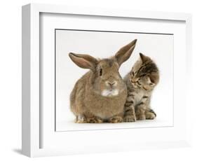 British Shorthair Brown Tabby Female Kitten Looking Inquisitivly at Young Agouti Rabbit-Jane Burton-Framed Premium Photographic Print