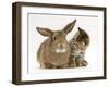 British Shorthair Brown Tabby Female Kitten Looking Inquisitivly at Young Agouti Rabbit-Jane Burton-Framed Premium Photographic Print