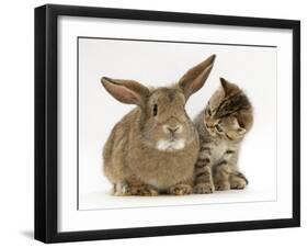 British Shorthair Brown Tabby Female Kitten Looking Inquisitivly at Young Agouti Rabbit-Jane Burton-Framed Premium Photographic Print