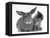 British Shorthair Brown Tabby Female Kitten Looking Inquisitivly at Young Agouti Rabbit-Jane Burton-Framed Stretched Canvas