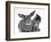 British Shorthair Brown Tabby Female Kitten Looking Inquisitivly at Young Agouti Rabbit-Jane Burton-Framed Premium Photographic Print