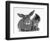 British Shorthair Brown Tabby Female Kitten Looking Inquisitivly at Young Agouti Rabbit-Jane Burton-Framed Premium Photographic Print