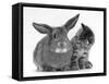 British Shorthair Brown Tabby Female Kitten Looking Inquisitivly at Young Agouti Rabbit-Jane Burton-Framed Stretched Canvas