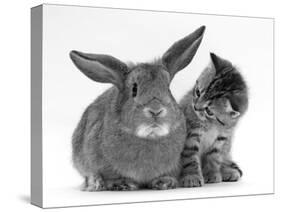 British Shorthair Brown Tabby Female Kitten Looking Inquisitivly at Young Agouti Rabbit-Jane Burton-Stretched Canvas