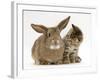 British Shorthair Brown Tabby Female Kitten Looking Inquisitivly at Young Agouti Rabbit-Jane Burton-Framed Photographic Print