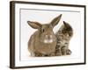 British Shorthair Brown Tabby Female Kitten Looking Inquisitivly at Young Agouti Rabbit-Jane Burton-Framed Photographic Print