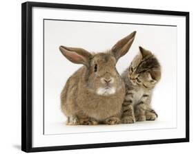 British Shorthair Brown Tabby Female Kitten Looking Inquisitivly at Young Agouti Rabbit-Jane Burton-Framed Photographic Print