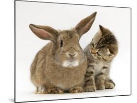 British Shorthair Brown Tabby Female Kitten Looking Inquisitivly at Young Agouti Rabbit-Jane Burton-Mounted Photographic Print