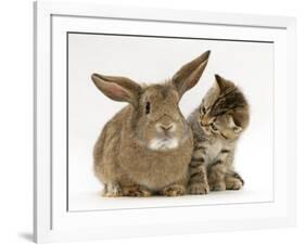 British Shorthair Brown Tabby Female Kitten Looking Inquisitivly at Young Agouti Rabbit-Jane Burton-Framed Photographic Print