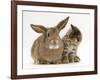 British Shorthair Brown Tabby Female Kitten Looking Inquisitivly at Young Agouti Rabbit-Jane Burton-Framed Photographic Print