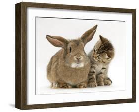 British Shorthair Brown Tabby Female Kitten Looking Inquisitivly at Young Agouti Rabbit-Jane Burton-Framed Photographic Print