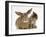British Shorthair Brown Tabby Female Kitten Looking Inquisitivly at Young Agouti Rabbit-Jane Burton-Framed Photographic Print