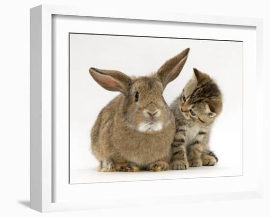 British Shorthair Brown Tabby Female Kitten Looking Inquisitivly at Young Agouti Rabbit-Jane Burton-Framed Photographic Print