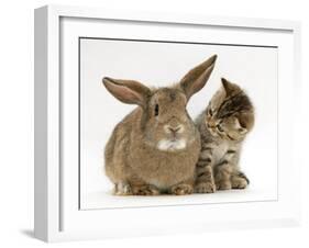 British Shorthair Brown Tabby Female Kitten Looking Inquisitivly at Young Agouti Rabbit-Jane Burton-Framed Photographic Print